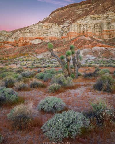 Sandstone Cliffs of Hagen Canyon Natural Preserve