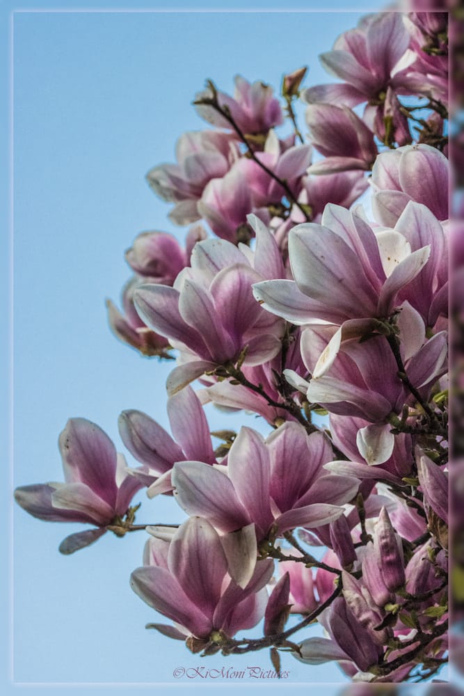 Schöntal Park Magnolienhain, Germany