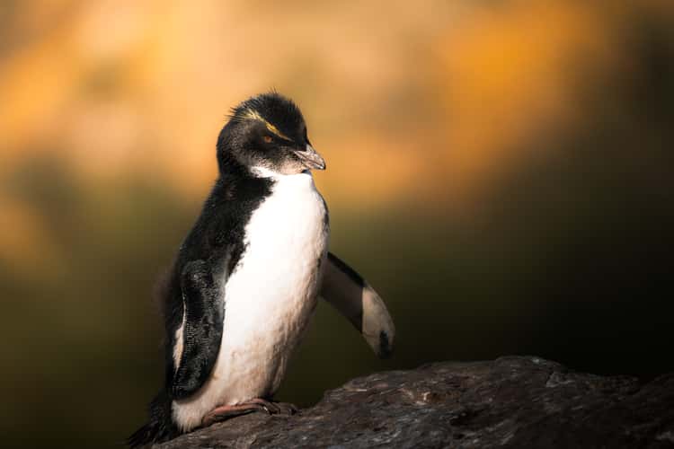 Southern Rockhopper Colony, West Point Island
