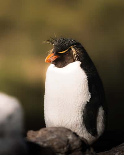 Southern Rockhopper Colony, West Point Island