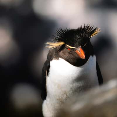 Southern Rockhopper Colony, West Point Island, Falkland Islands (Malvinas)