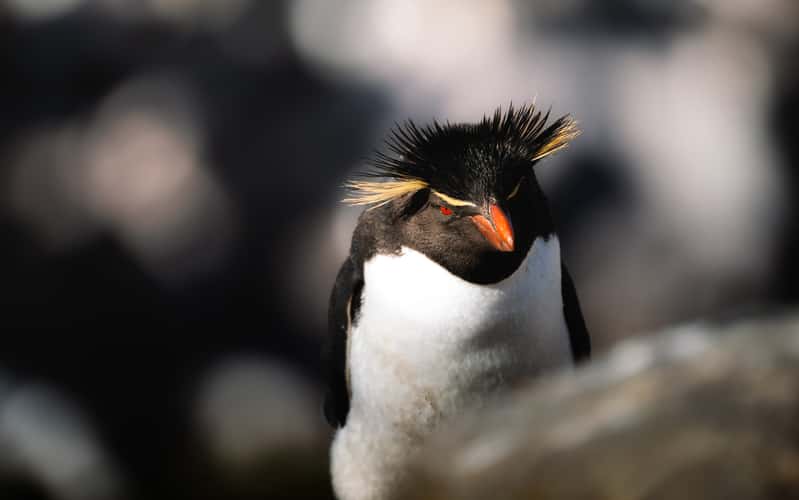 Southern Rockhopper Colony, West Point Island