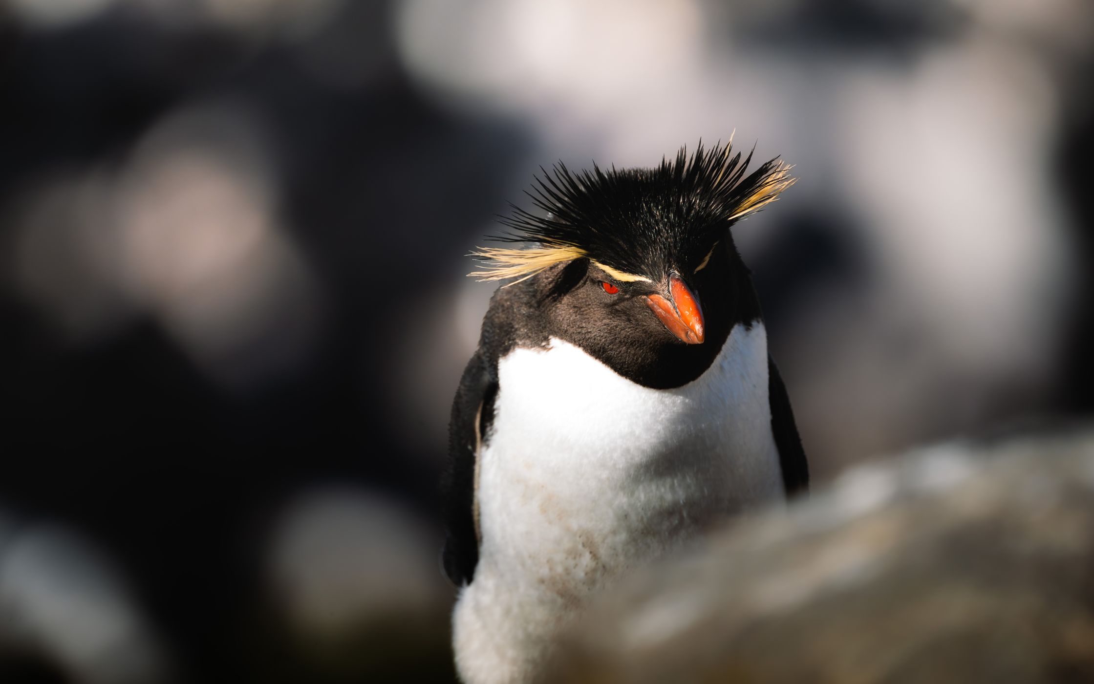 Southern Rockhopper Colony, West Point Island, Falkland Islands (Malvinas)