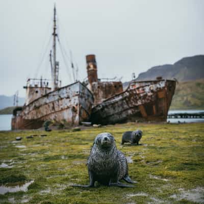 SS Viola, Grytviken, South Georgia and the South Sandwich Islands