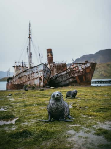 SS Viola, Grytviken