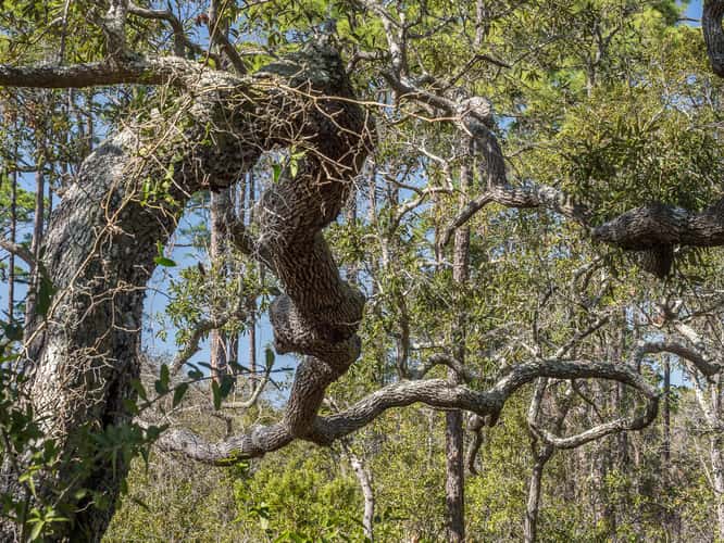 St. Marks National Wildlife Refuge