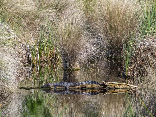 St. Marks National Wildlife Refuge