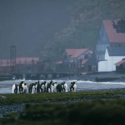 Stromsness, South Georgia, South Georgia and the South Sandwich Islands