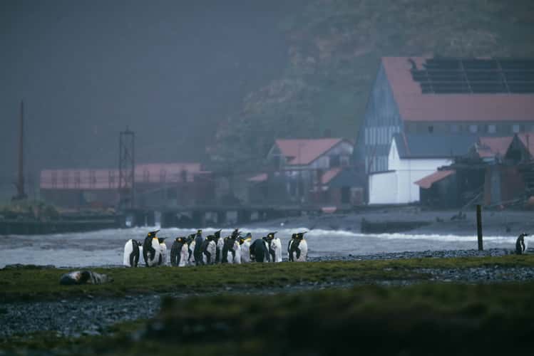 Stromsness, South Georgia