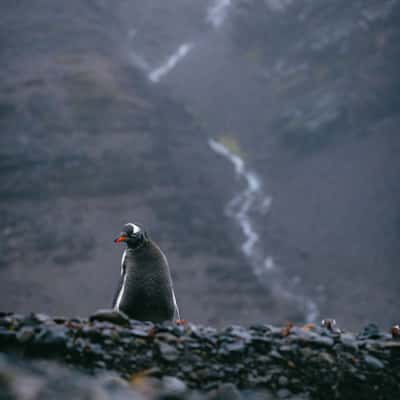 Stromsness, South Georgia, South Georgia and the South Sandwich Islands