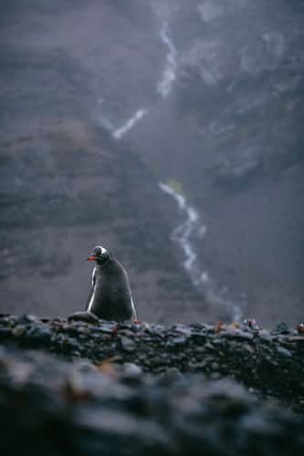 Stromsness, South Georgia