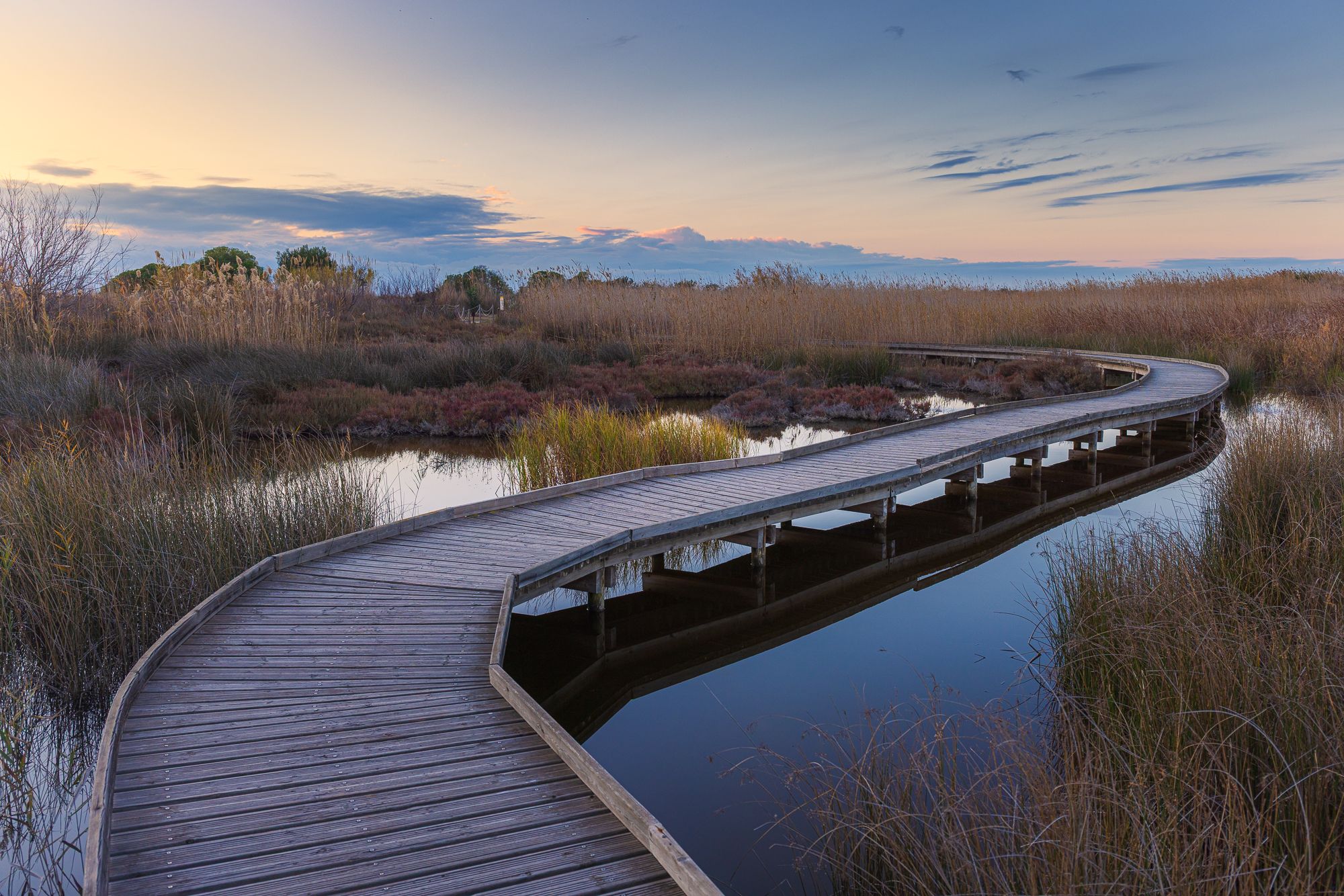 Swamp Marjal dels Moros, Spain
