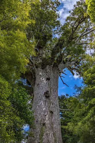 Tane Mahuta