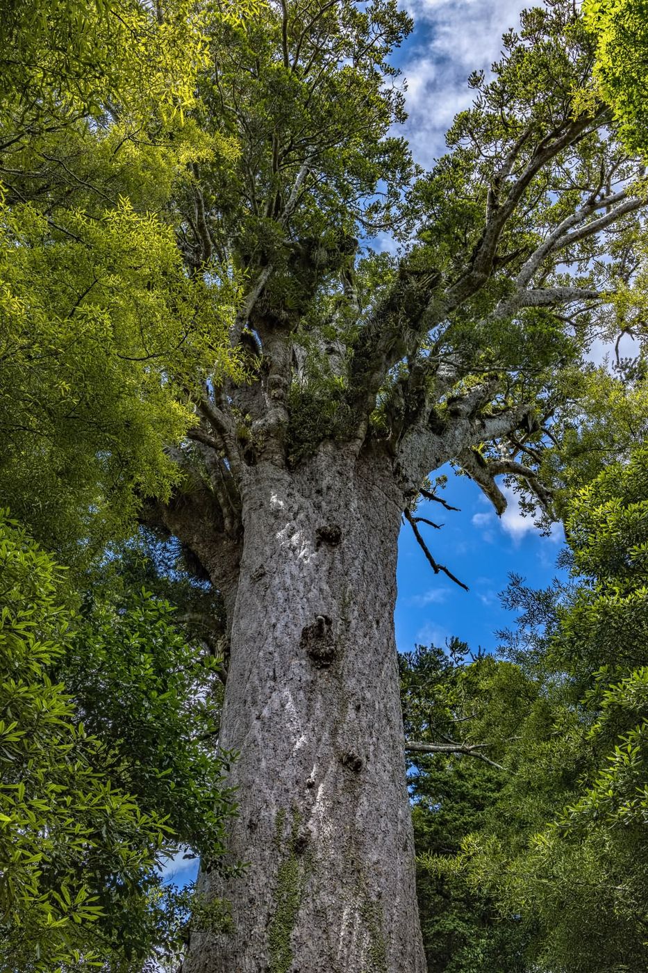 Tane Mahuta, New Zealand