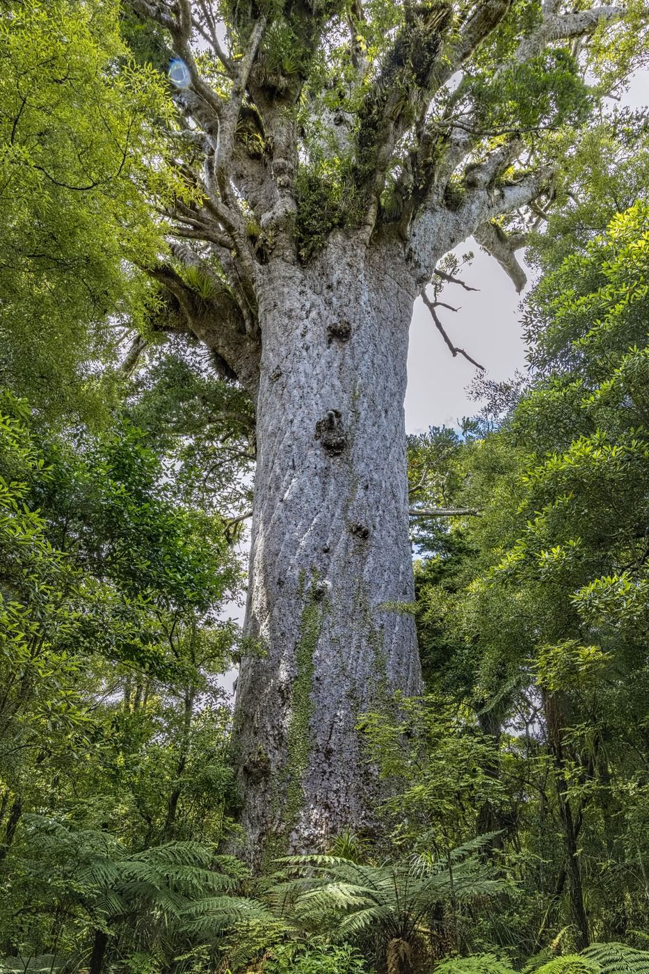 Tane Mahuta, New Zealand
