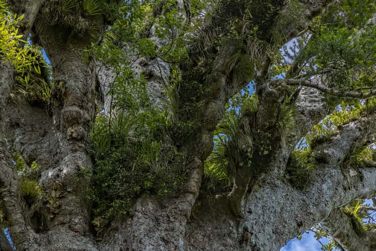 Tane Mahuta