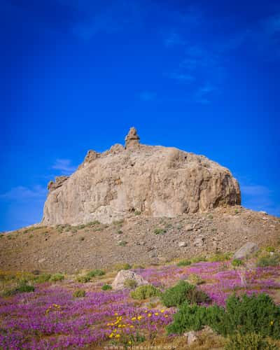 Trona Pinnacles Wildflowers