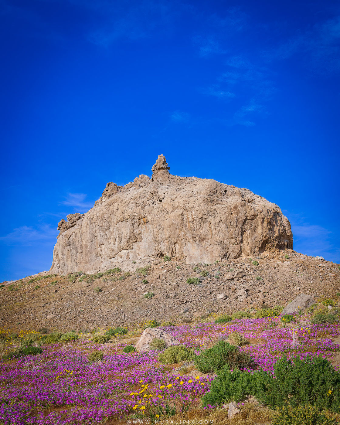 Trona Pinnacles Wildflowers, USA