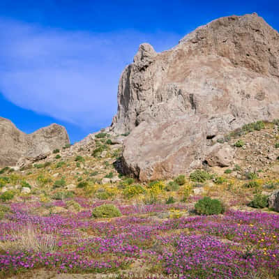Trona Pinnacles Wildflowers, USA