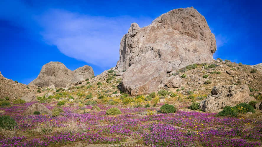 Trona Pinnacles Wildflowers