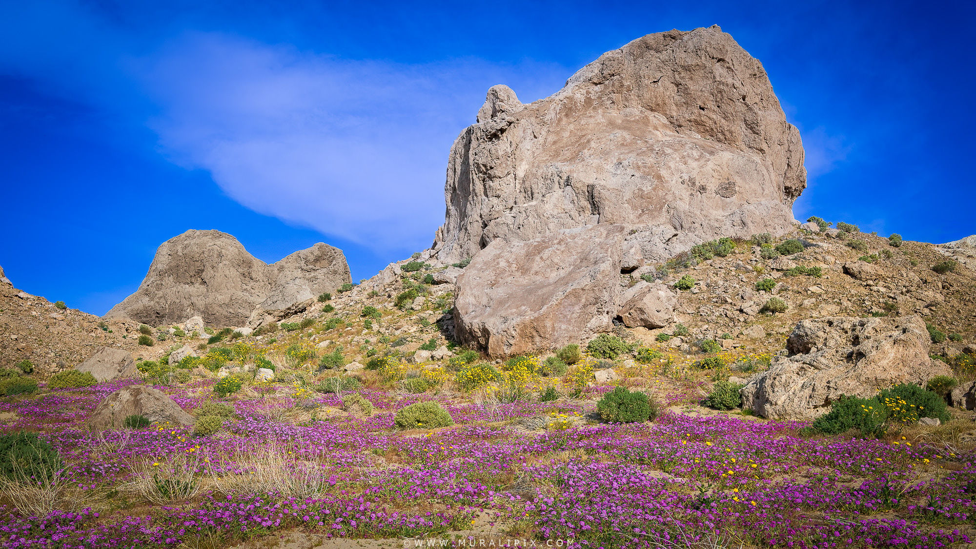 Trona Pinnacles Wildflowers, USA