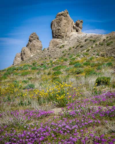 Trona Pinnacles Wildflowers