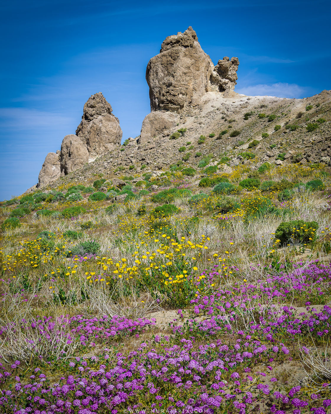 Trona Pinnacles Wildflowers, USA