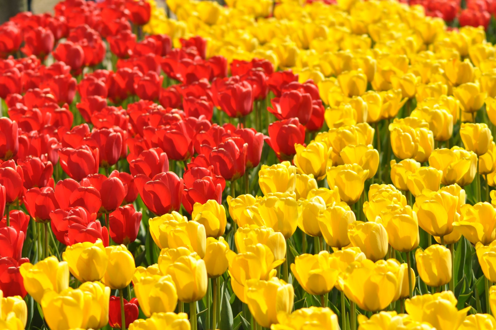 Tulips, USA