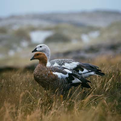 Upland Goose couple, Gypsy Cove, Falkland Islands (Malvinas)