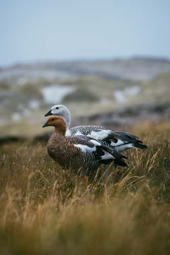 Upland Goose couple, Gypsy Cove
