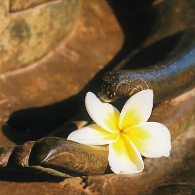 Wat Sisaket, Lao