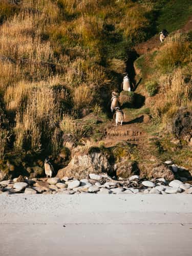 West Point Beach, Falkland Islands