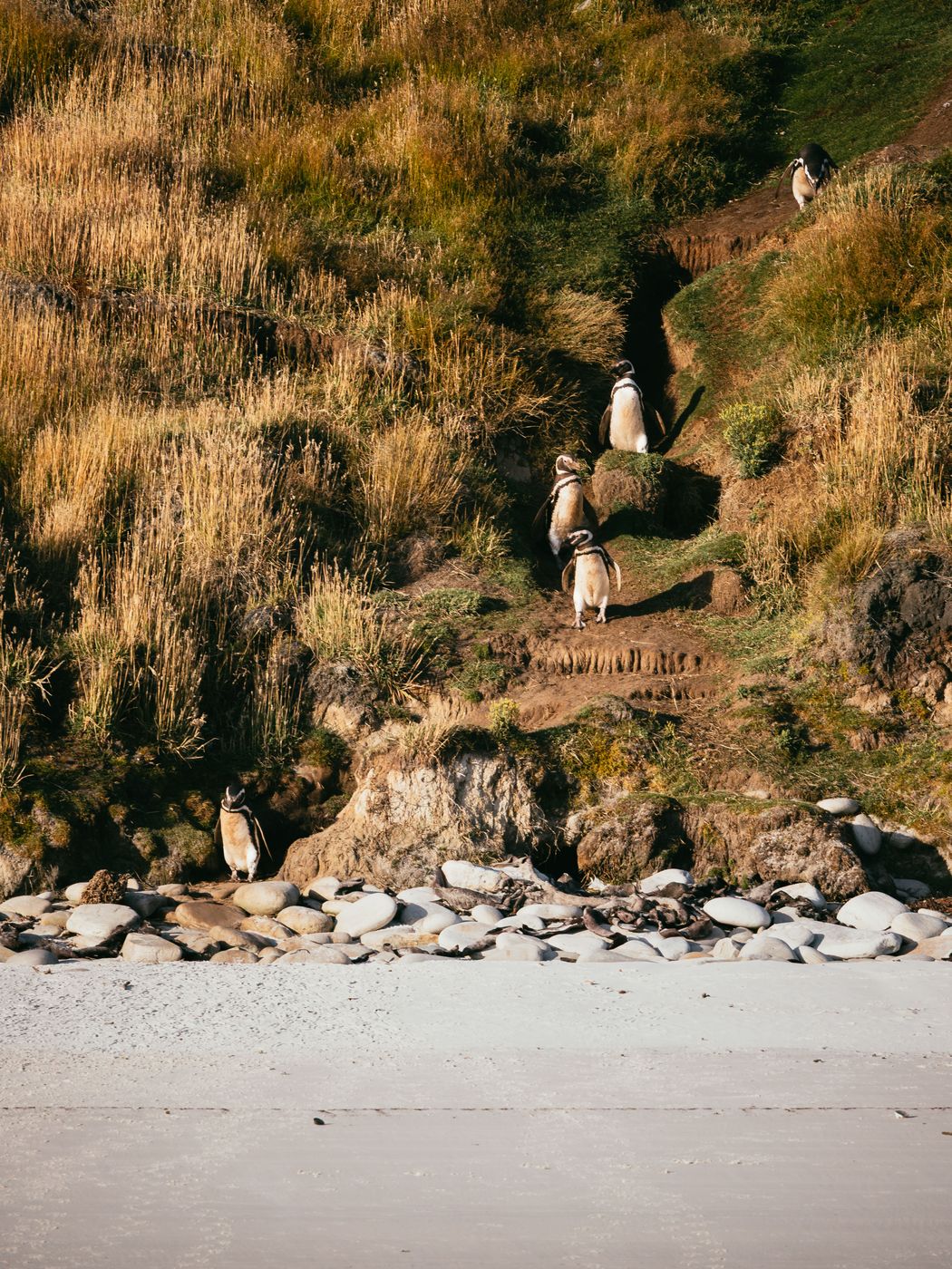 West Point Beach, Falkland Islands, Falkland Islands (Malvinas)