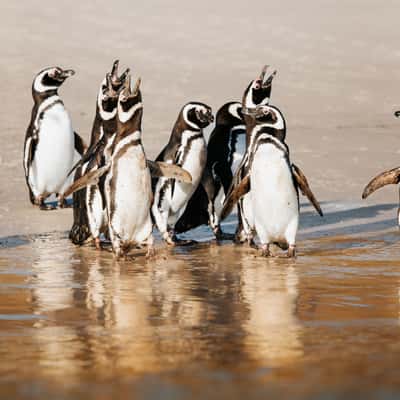 West Point Beach, Falkland Islands, Falkland Islands (Malvinas)