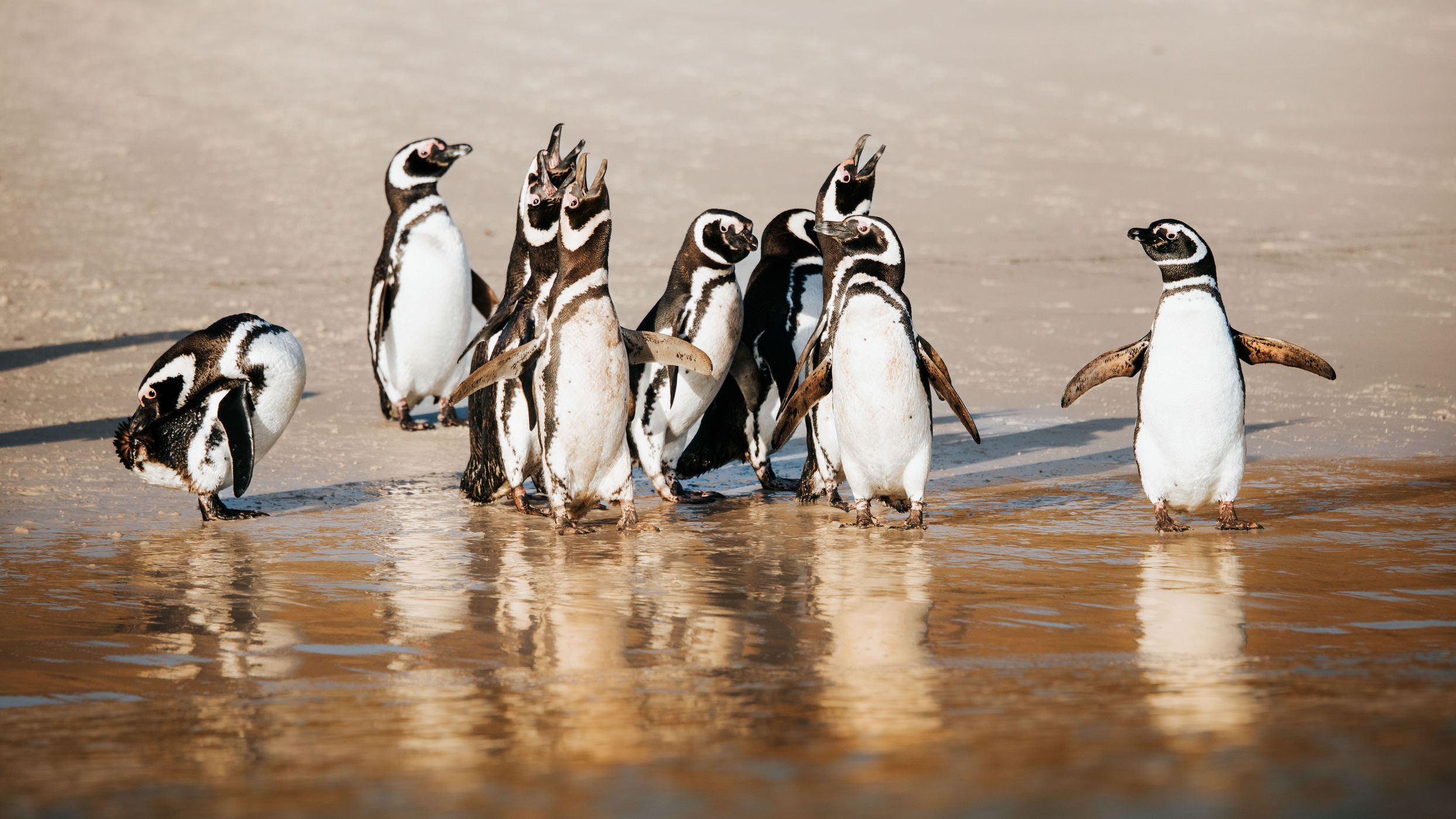 West Point Beach, Falkland Islands, Falkland Islands (Malvinas)