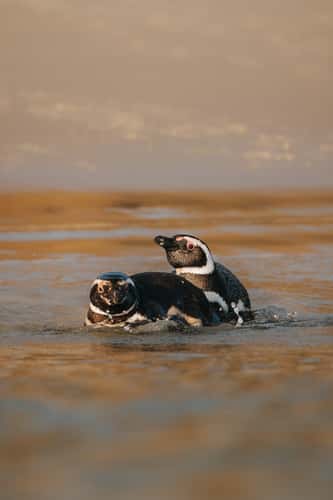 West Point Beach, Falkland Islands