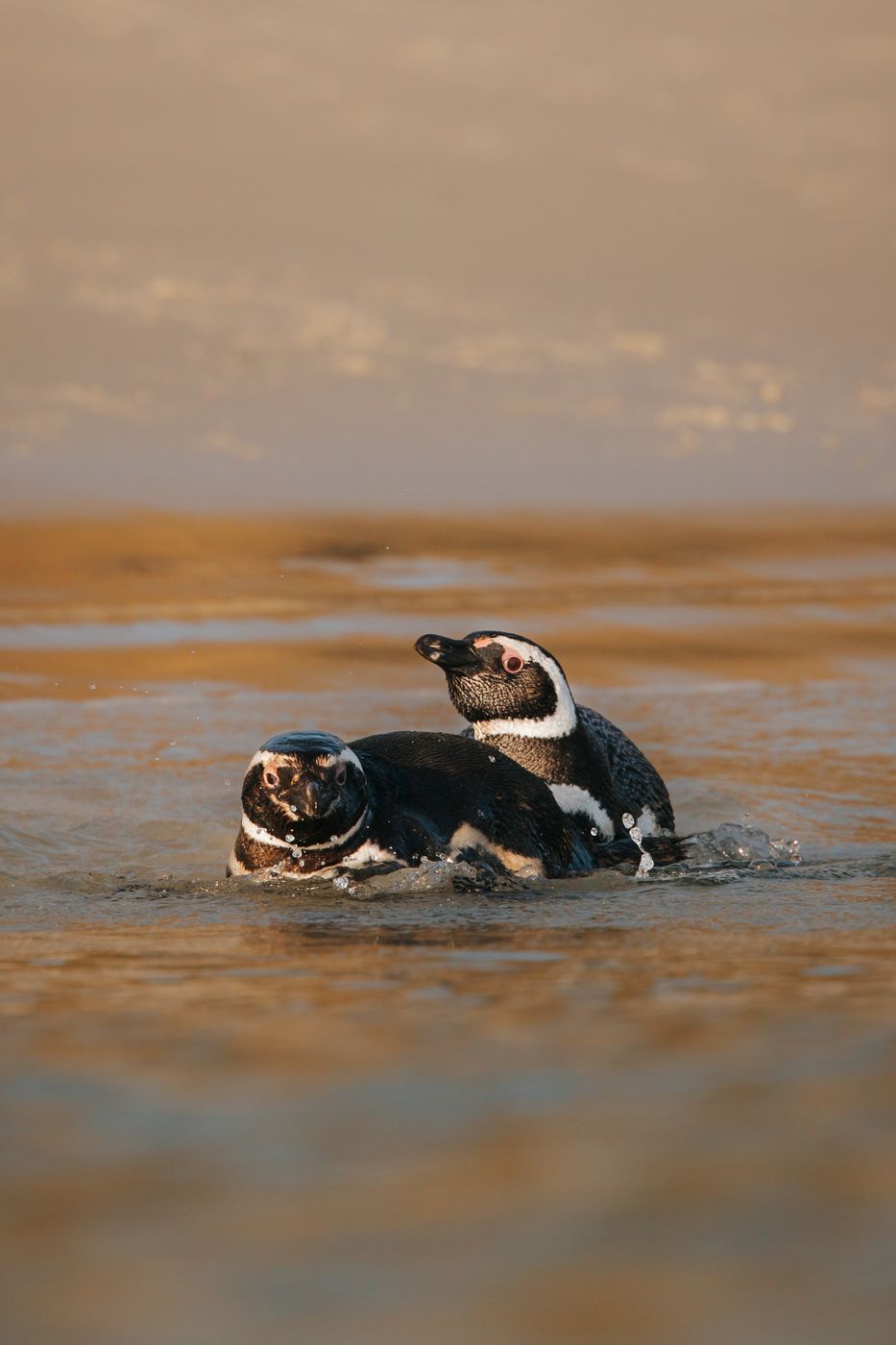 West Point Beach, Falkland Islands, Falkland Islands (Malvinas)
