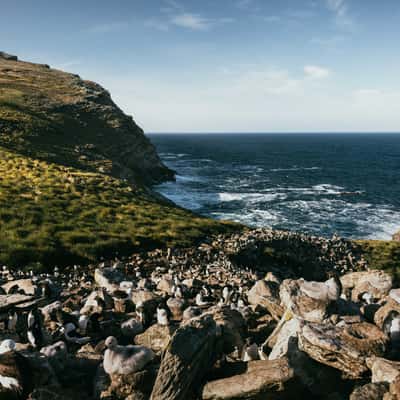 West Point Island, Albatross Colony, Falkland Islands (Malvinas)