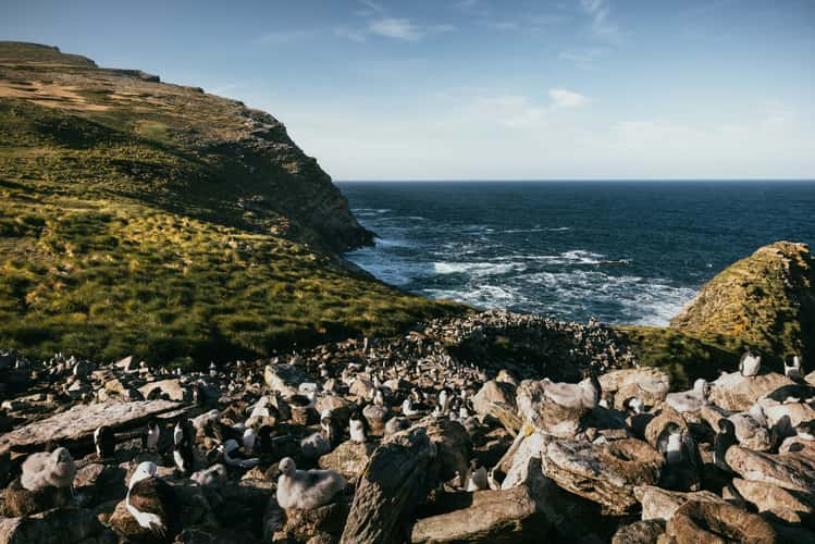 West Point Island, Albatross Colony