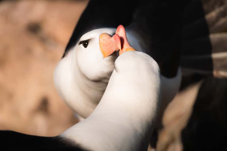 West Point Island, Albatross Colony