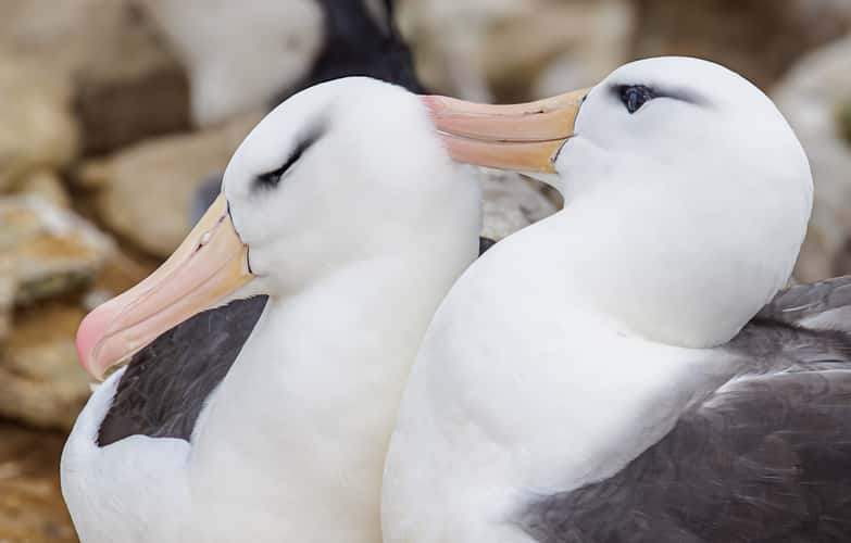 West Point Island, Albatross Colony