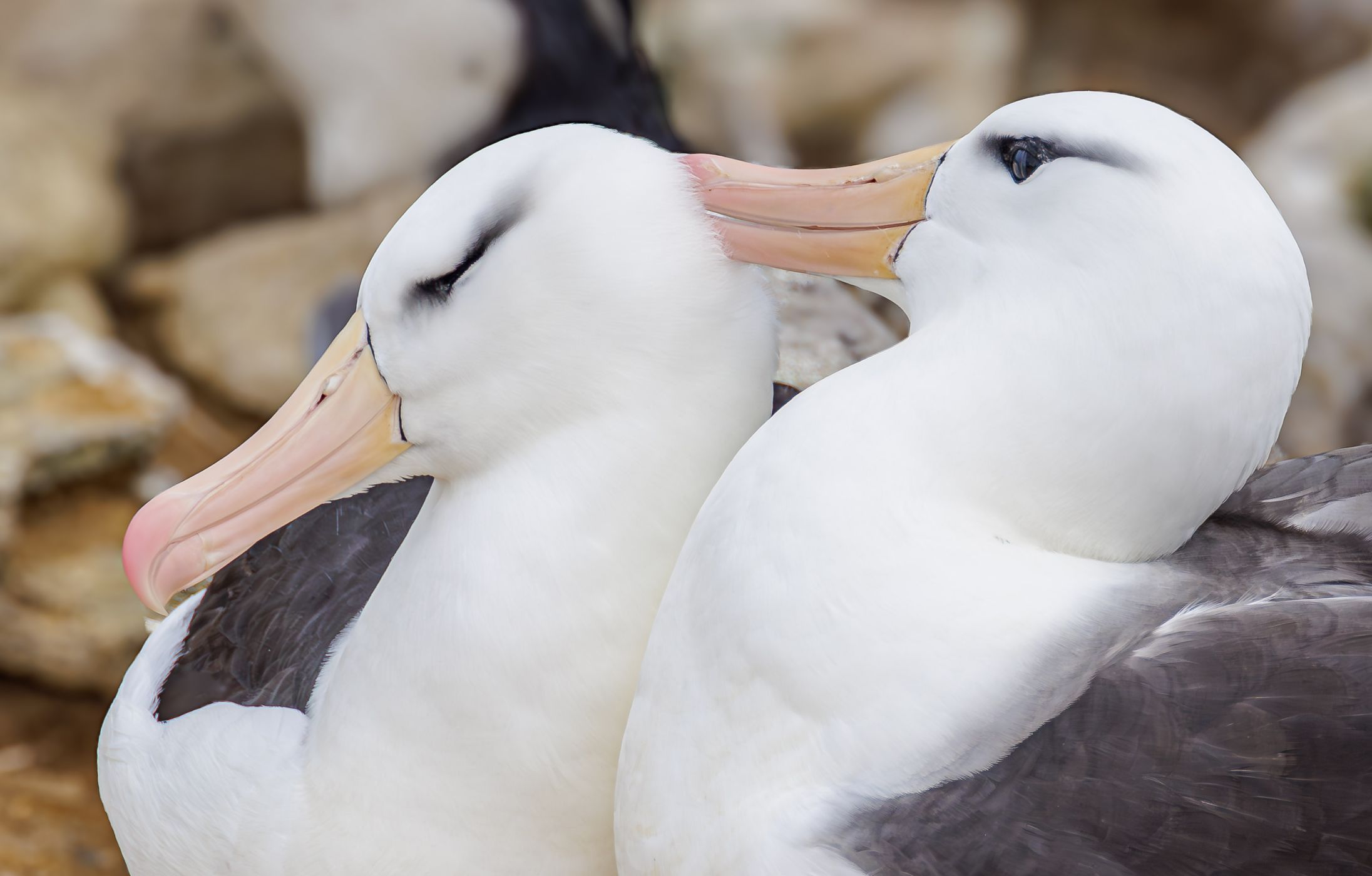 West Point Island, Albatross Colony, Falkland Islands (Malvinas)