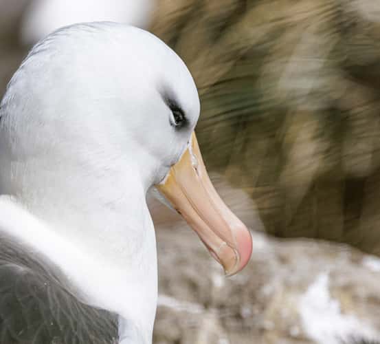 West Point Island, Albatross Colony
