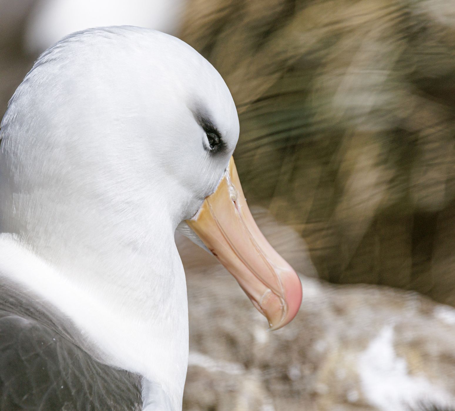 West Point Island, Albatross Colony, Falkland Islands (Malvinas)