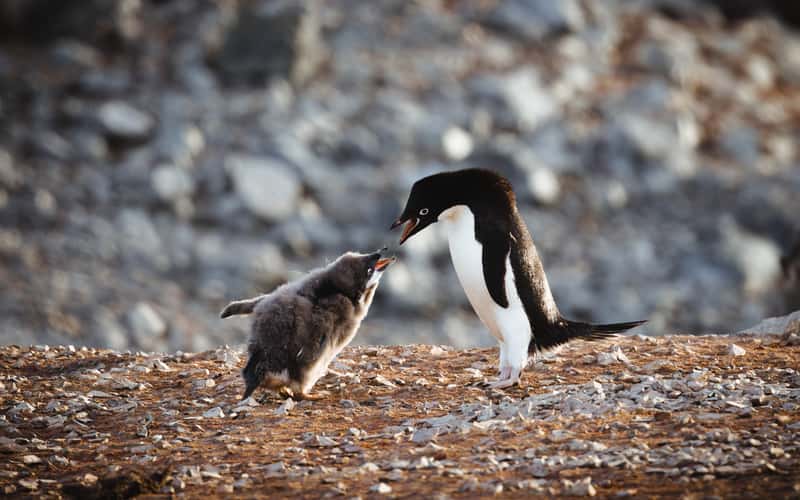 Adélie penguin colony at Tay Head, Joinville Island