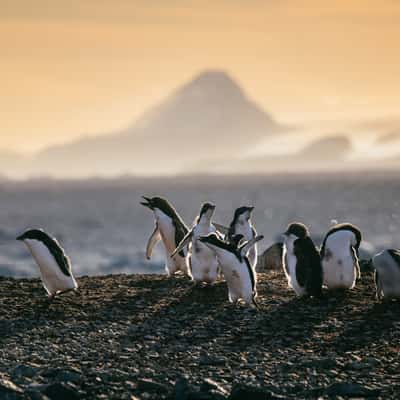 Adélie penguin colony at Tay Head, Joinville Island, Antarctica