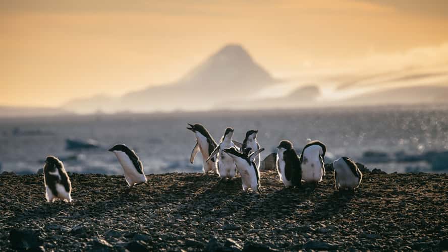 Adélie penguin colony at Tay Head, Joinville Island