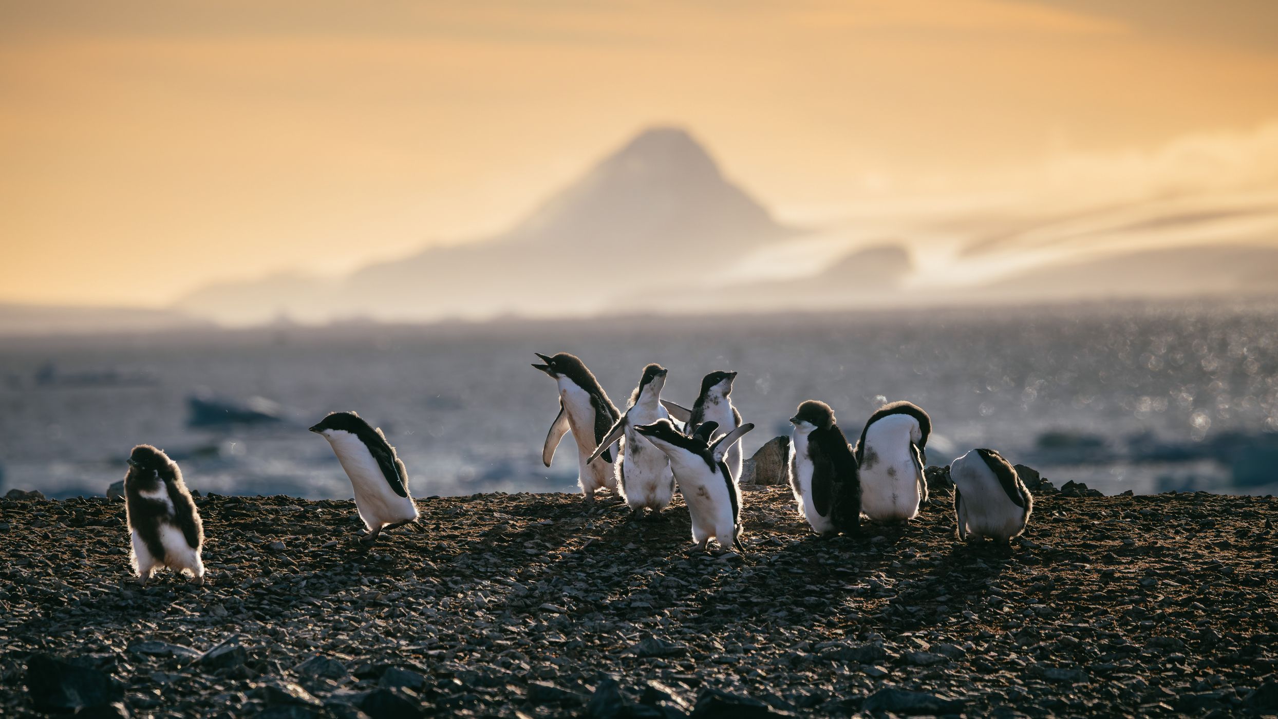 Adélie penguin colony at Tay Head, Joinville Island, Antarctica