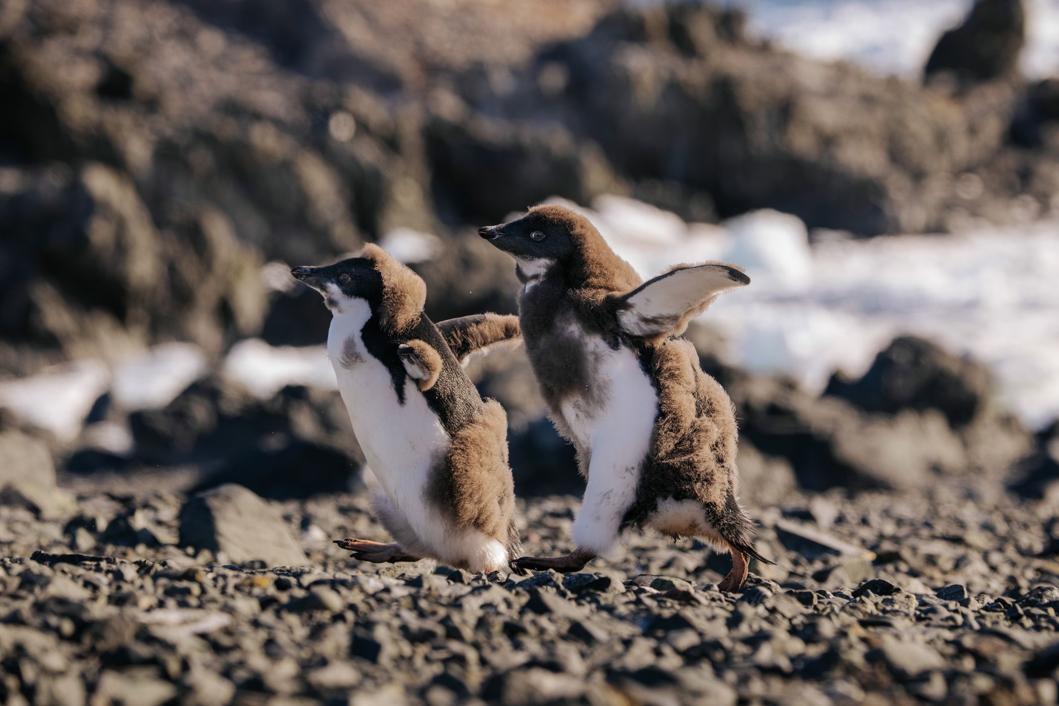 Adélie penguin colony at Tay Head, Joinville Island, Antarctica