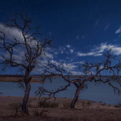 Alqueva Dark Sky Trees, Portugal